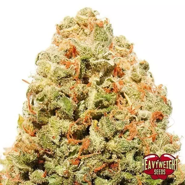 View Planta de maconha