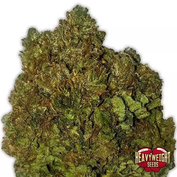 View Planta de maconha