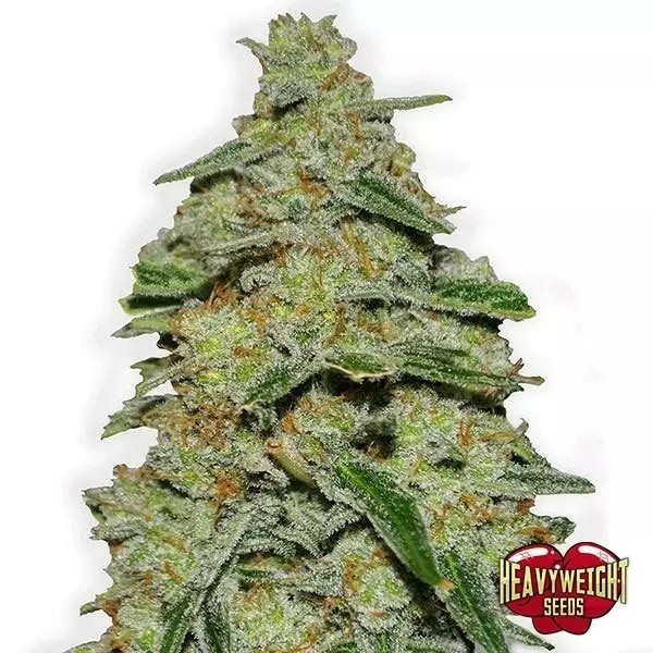 View Planta de maconha