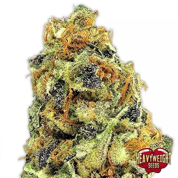 View Planta de maconha