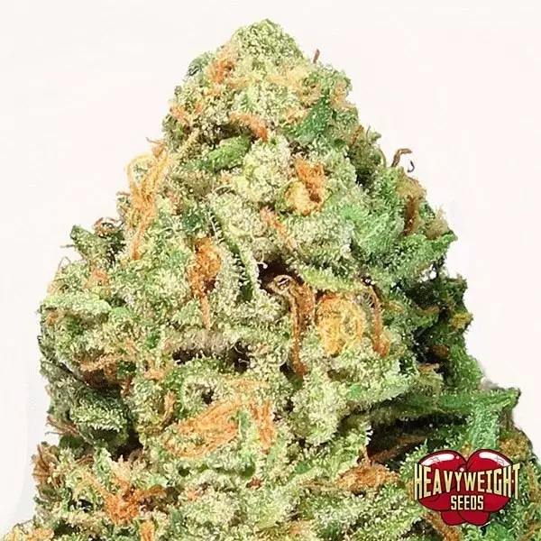 View Planta de maconha