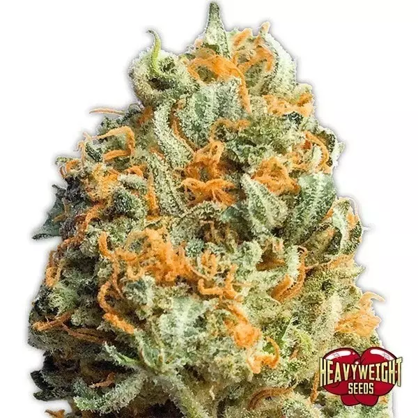 View Fully Loaded Auto Cannabis Plant