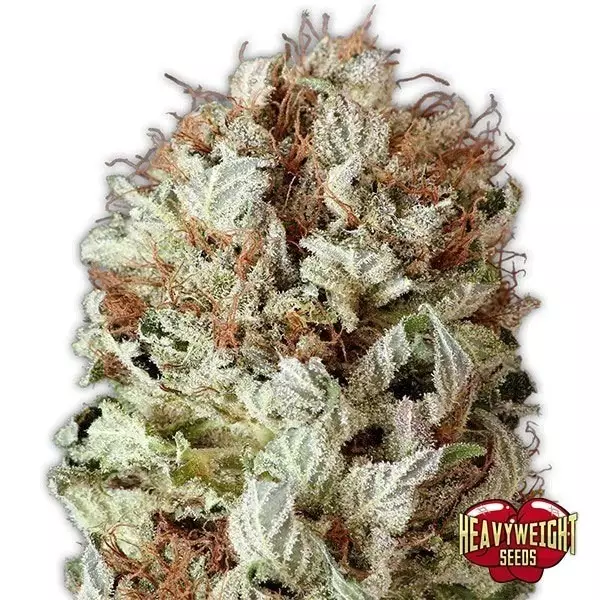 View Planta de marihuana