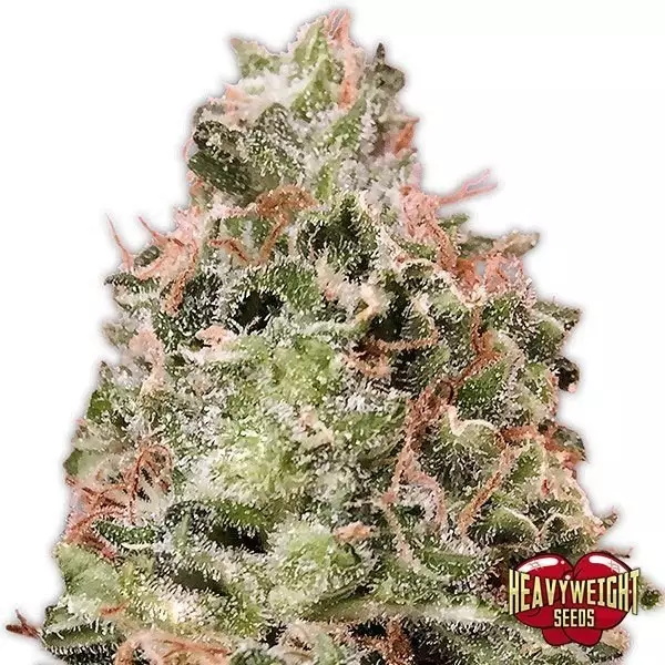 View Waist Deep Auto Cannabis Plant