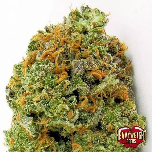 View Planta de marihuana