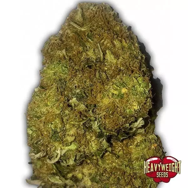 View Planta de marihuana