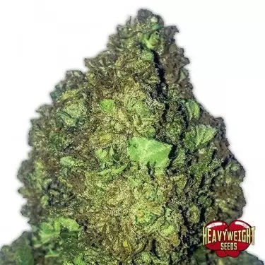 Short & Sweet Auto cannabis plant