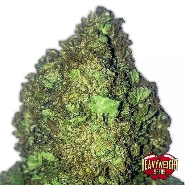 View Planta de marihuana