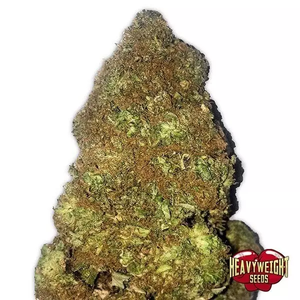 View Planta de marihuana