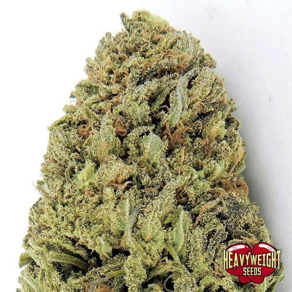 View Planta de marihuana