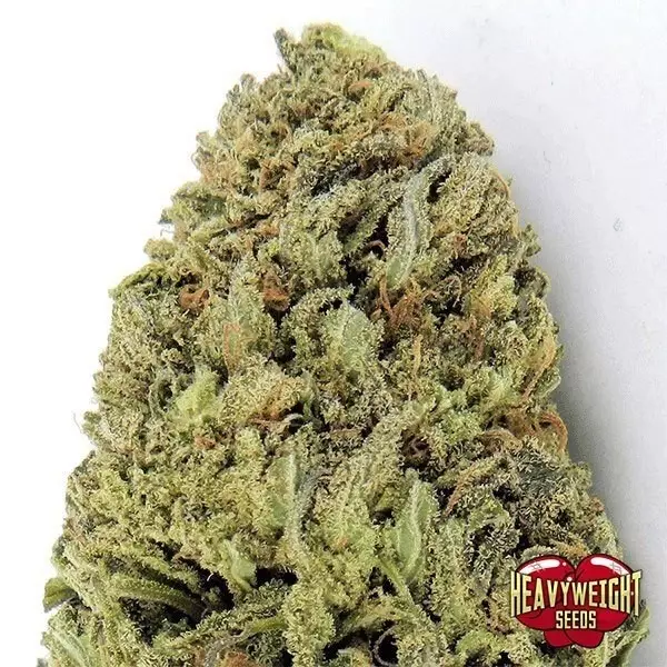 View Planta de maconha