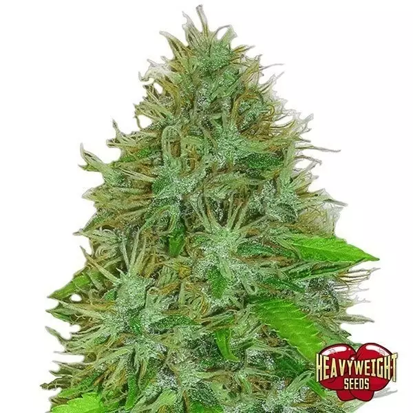 View Planta de marihuana