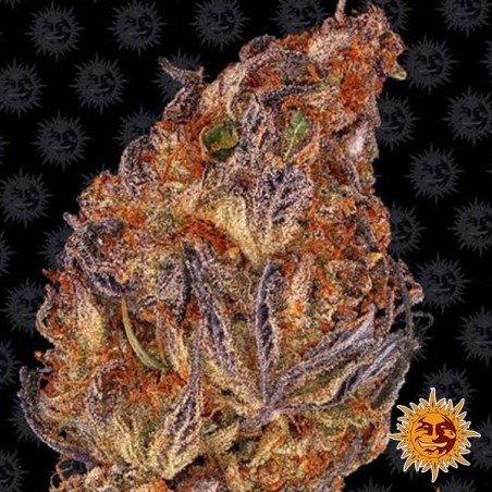 Runtz Auto semillas de Barney's Farm - Grow Barato