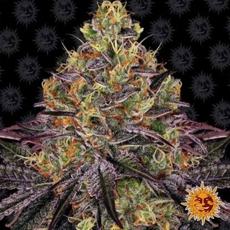 Watermelon Zkittlez Barneys Farm