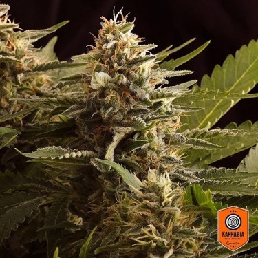 Colombian Jack planta de marihuana