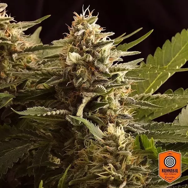 View Colombian Jack planta de marihuana