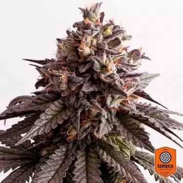 Gelato-K Marijuana Plant