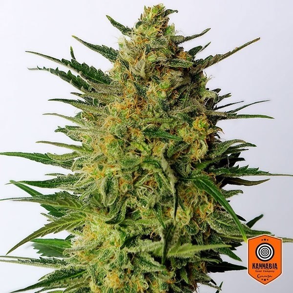 Super AK Cannabis Plant