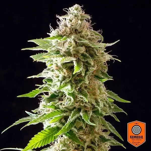 View Cookies Haze planta de maconha