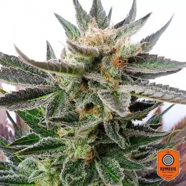 Sativa Dream Kannabia Seeds 100% Feminizada - Grow Barato