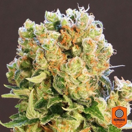 Diesel Glue variedad feminizada de Kannabia - Grow Barato