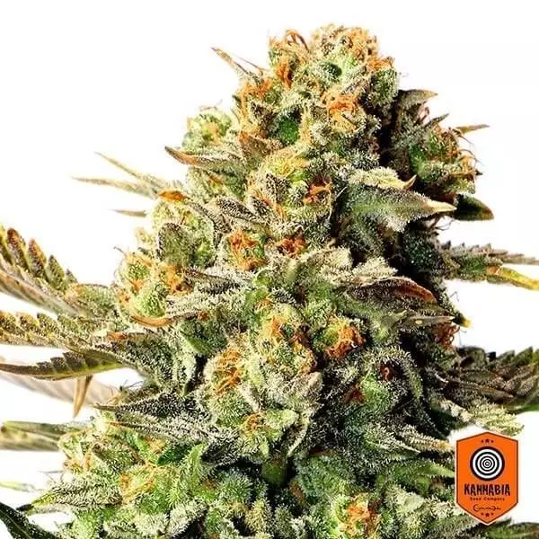 View Russian Doll planta de marihuana