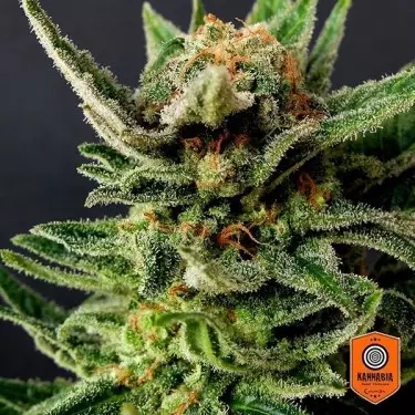 Gypsy Kush de Kannabia Seeds Feminizada - Grow Barato