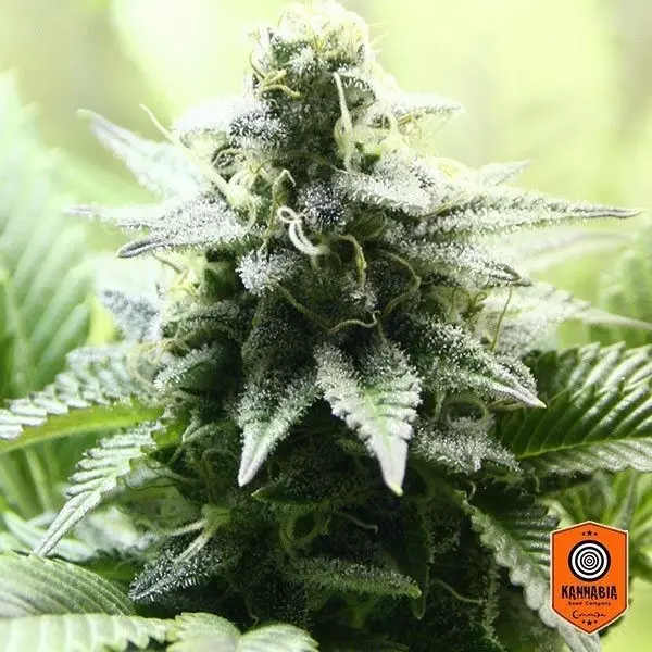 View Kannabia Seeds presenta Indica Cream - Grow Barato