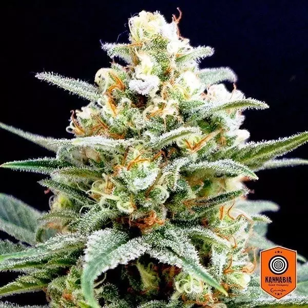 View Kritikal K de Kannabia Seeds feminizadas - Grow Barato