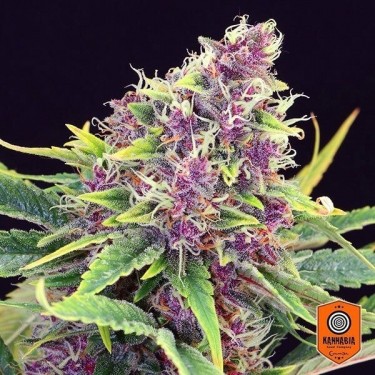 Purple Kush Cannabis Plant