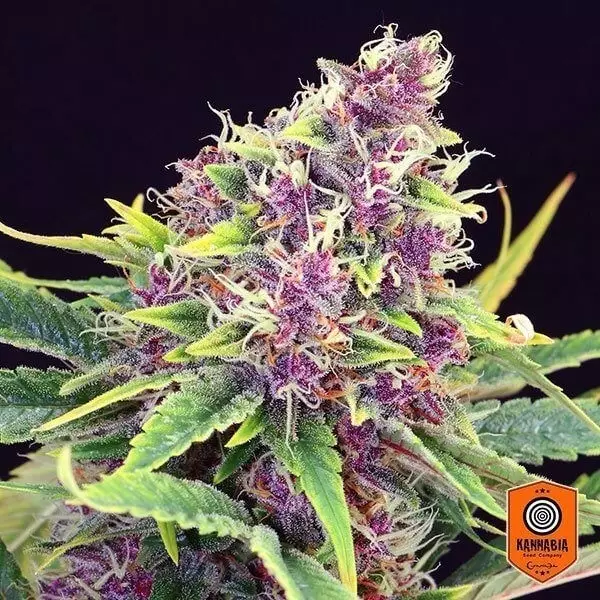 View Purple Kush feminizado de Kannabia Seeds - GB The Green Brand