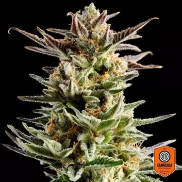 Big Band de Kannabia Seeds feminizadas - Grow Barato