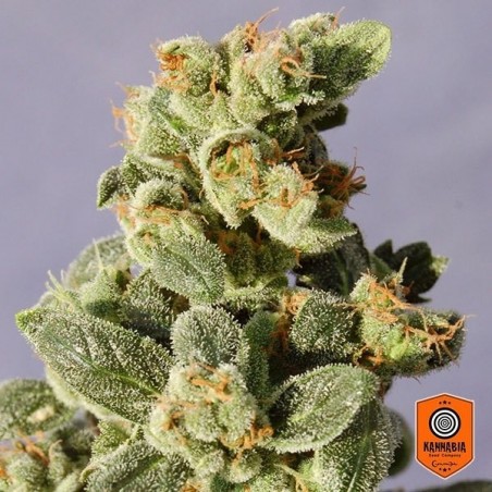 Semillas Gnomo Auto Kannabia Seeds Fem. - Grow Barato