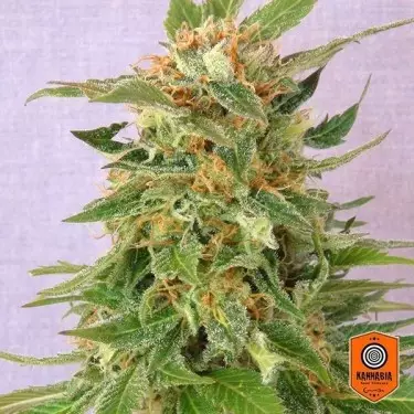 Ginger Punch auto de Kannabia Seeds - Grow Barato