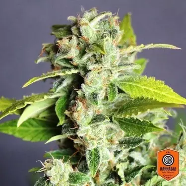 Mikromachine Auto cannabis plant