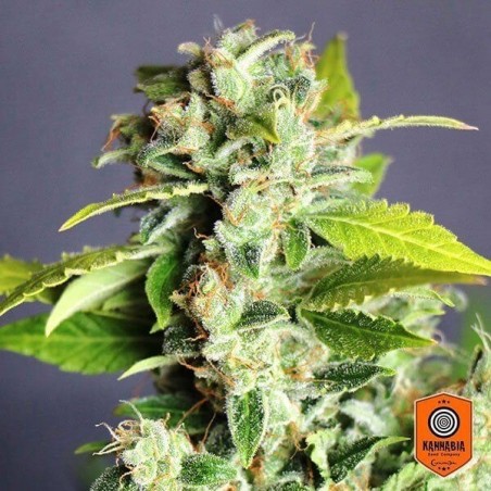 Mikromachine Auto de Kannabia Seeds - Grow Barato