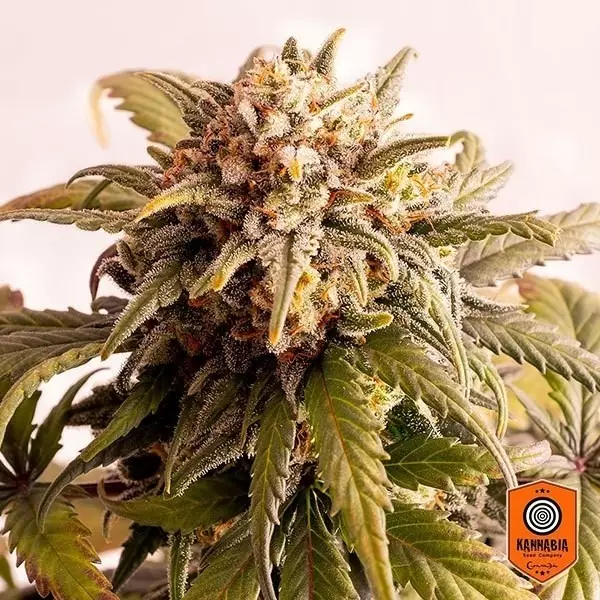 View Speedy Boom Autofloreciente de Kannabia Seeds - Grow Barato