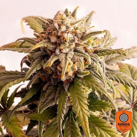 Speedy Boom Autofloreciente de Kannabia Seeds - Grow Barato
