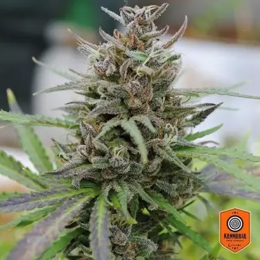 Baby Boom Auto Fem. de Sementes autoflorescentes Kannabia Seeds - GB The Green Brand