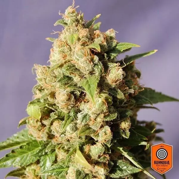View Kiss de Kannabia Seeds semilla feminizada - Grow Barato