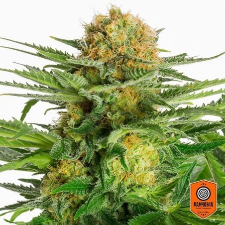 White Domina de Kannabia Seeds feminizada - Grow Barato