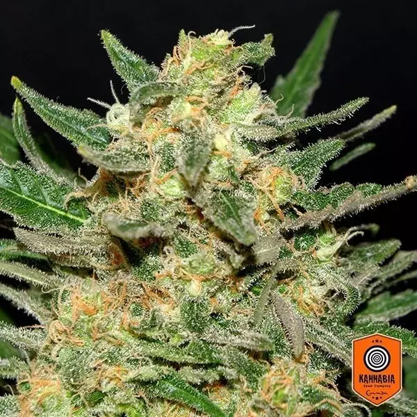 View Thai Fantasy Marijuana Plante