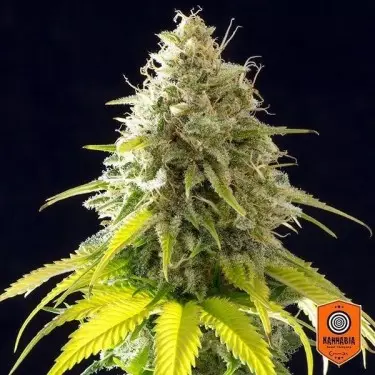 Mataro Blue marijuana plant