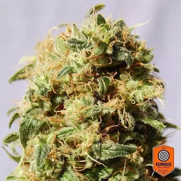 View La Reina de África aka Kaboom Kannabia Seeds - Grow Barato