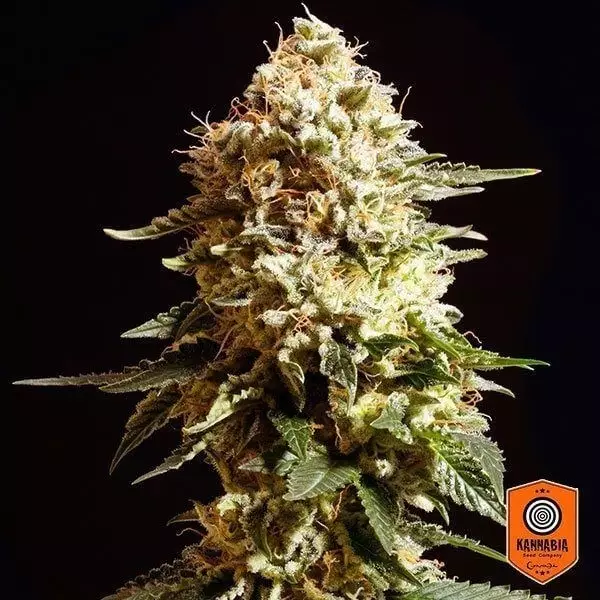 View La Blanca de Kannabia Seeds feminizada - Grow Barato