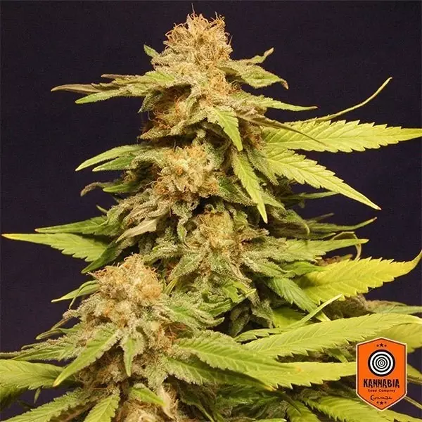 View Big Bull de Kannabia Seeds feminizada - Grow Barato
