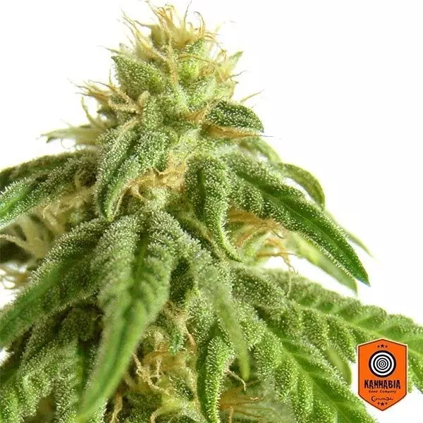 View Africano de Kannabia Sementes feminizadas - GB The Green Brand