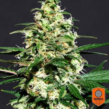 Amnesi K Cannabis Plant