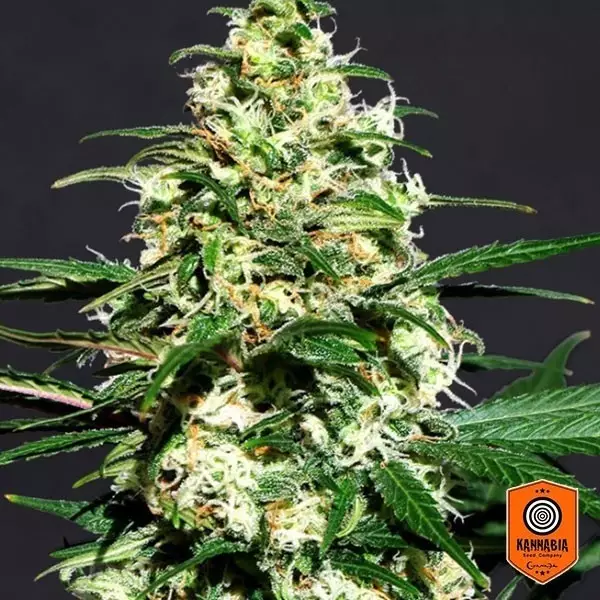 View Amnesi K Cannabis Plant