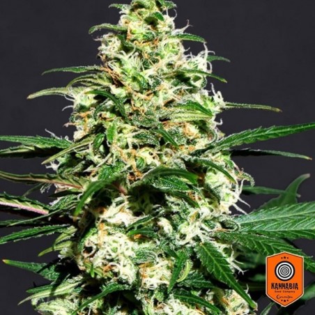 Amnesi K de Kannabia Seeds 100% Feminizadas - Grow Barato